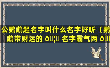 公鹦鹉起名字叫什么名字好听（鹦鹉带财运的 🦉 名字霸气两 💮 个字）